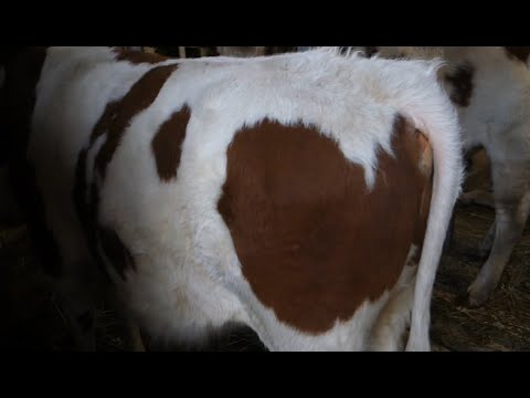 Видео: Быки не едят корм. Решаем проблему. 5 сезон.