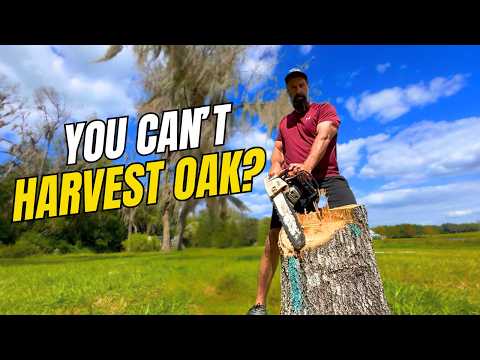 Видео: Лесопилка заявила, что мои деревья могут оказаться бесполезными