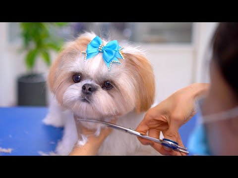 Видео: Первая стрижка ши-тцу! Она стала малышкой!!✂️❤️🐶