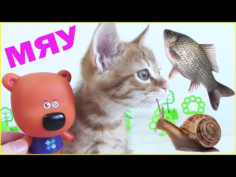 Видео: Ми-ми-мишки ЛУЧШИЕ ПИТОМЦЫ Кеши! Рыбки-Котики-Улитки Мультики с игрушками для детей Сборник серий