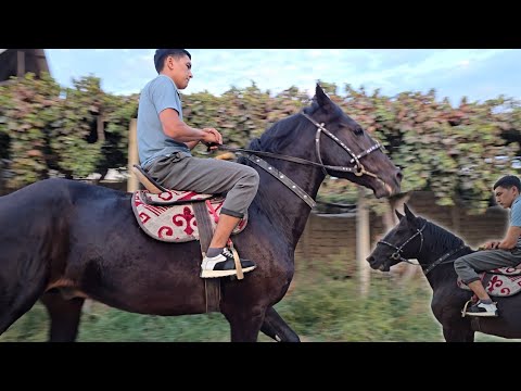 Видео: #ОТ_СОТИЛАДИ..