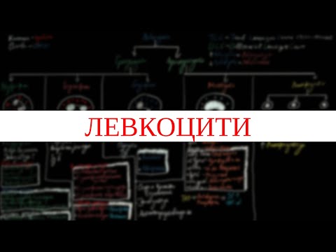 Видео: Левкоцити