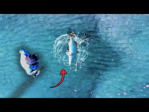 Видео: Ловля баррамунди на суше: кадры с дрона