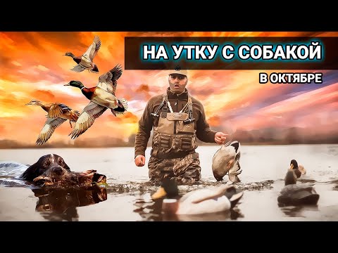 Видео: Охота с Русским Охотничьим Спаниелем на болоте на уток