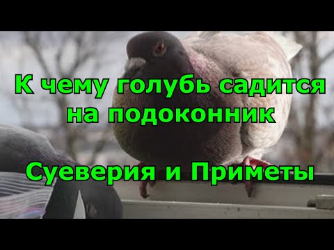 Видео: К чему голубь садится на подоконник. Суеверия и Приметы.