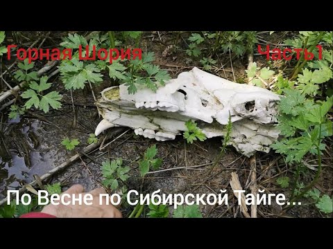 Видео: Горная Шория, Череп Медведя, много Металлолома, Охотничья изба, Сибирь, Тайга, Поход, Идём Вперёд