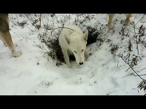 Видео: Охота с лайками!  На соболя...