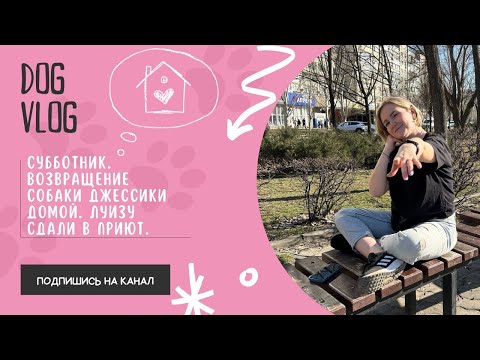 Видео: DOG VLOG: Субботник. Возвращение собаки Джессики домой. Луизу сдали в приют.