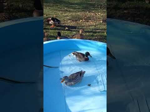 Видео: У каналі Квітка папороті. відбувається прямий ефір.