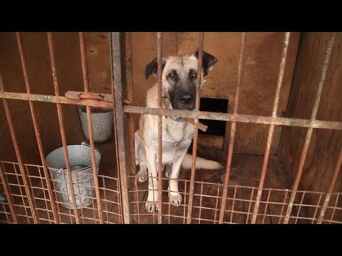 Видео: Приютская собака едет домой