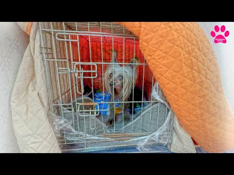 Видео: Старушка Фифа в тяжелом состоянии! Проблемы с сердцем. Дали кислород! Что бульдогом? Аня в гостях!