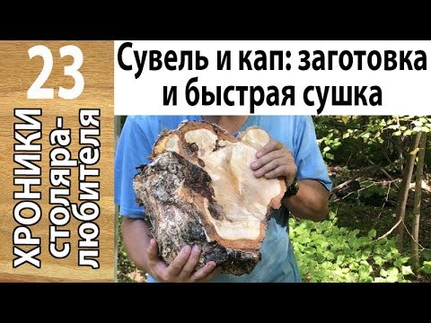 Видео: Заготовка и быстрая сушка березового сувеля и капа