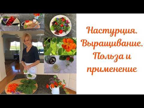 Видео: Настурция. Съедобная настурция-неприхотливое растение для сада и балкона! Применение в кулинарии