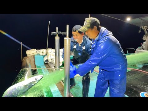 Видео: Отличный неудачный улов при ловле скумбрии! «Скумбрия лесная» тоже в продаже!
