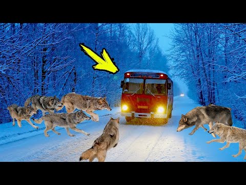 Видео: Стая волков окружила автобус. В то, что произошло дальше невозможно поверить!