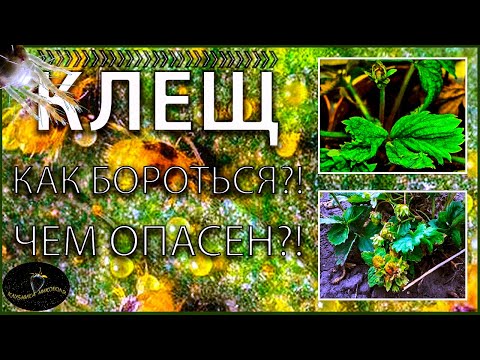 Видео: КЛЕЩ НА КЛУБНИКЕ. Как бороться и чем опасен?!