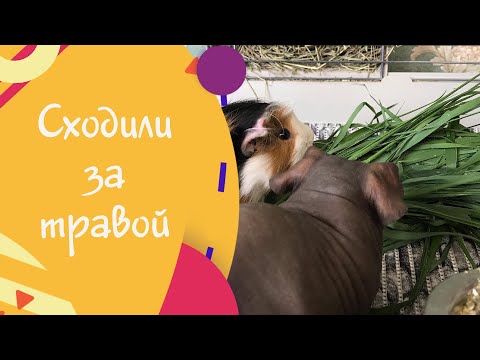 Видео: Сходили за травой для свинок