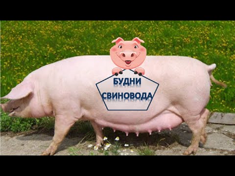 Видео: Лучшие свиноматки для свиновода Ф1//закладываем фундамент для развития свиноводства