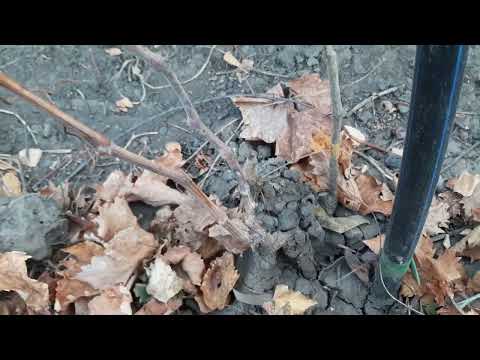 Видео: Обрезка на обратный рост, а всегда ли это верное решение