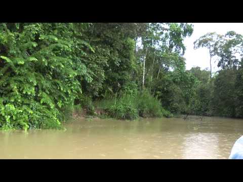 Видео: Борнео 2015