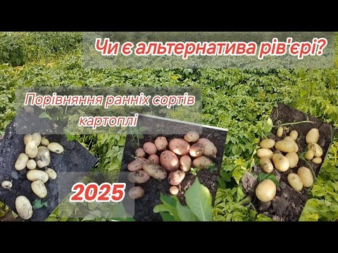 Видео: #ПорівнянняУльтраранніхСортівКартоплі#Чи є альтернатива рів'єрі?#ОглядНаВагах#2025