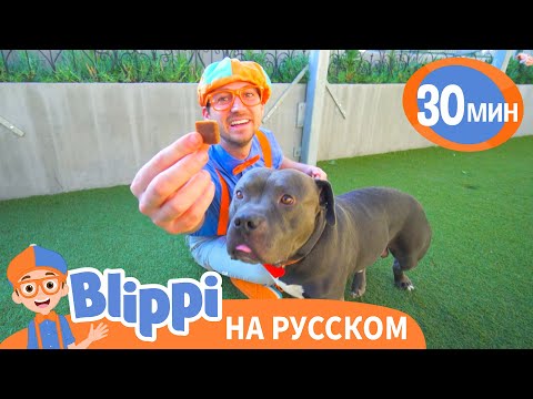 Видео: Блиппи в приюте для животных 🐵🐱 | Блиппи на русском