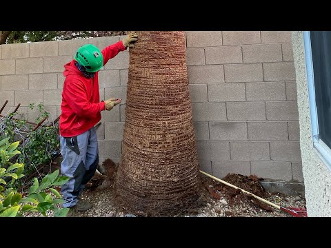 Видео: Как снять кожу с пальмы (и инструменты, которые вам понадобятся)