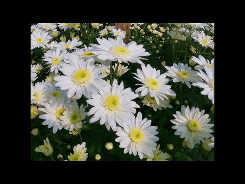 Видео: ЧАСТЫЕ ОШИБКИ ПРИ ЗАТЕНЕНИИ ХРИЗАНТЕМЫ.