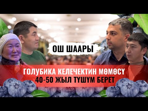 Видео: Эң пайдалуу, эң кымбат, эң кирешелүү мөмө - Голубика | Мөмө ассоциациясы