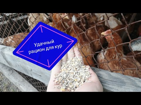 Видео: Кормление кур в возрасте с 2 до 4 месяцев. Рацион кур в 2 месяца! Чем кормить кур?