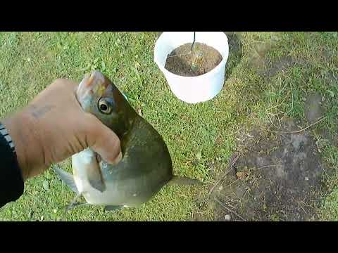 Видео: Шелонь, повтор  И плюс бонус