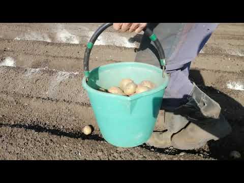 Видео: Быстрый способ посадки картофеля