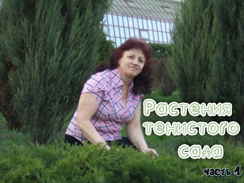 Видео: ПОСКОННИК  РОДЖЕРСИЯ  ЛИАТРИС