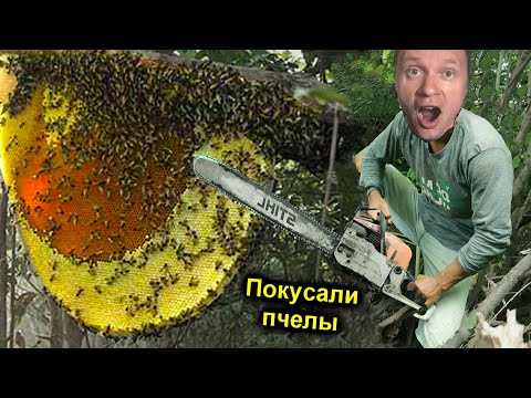 Видео: ✅Нашли УЛЕЙ ДИКИХ ПЧЁЛ ОГРОМНЫЙ 🐝ИСКУСАЛИ прям на ДЕРЕВЕ ☠️ ЛИХОРАДКА и ГАЛЮЦИНАЦИИ от УКУСОВ