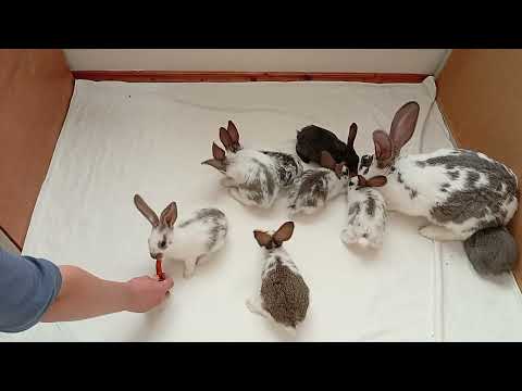 Видео: Жизнь семейки кроликов 🐇