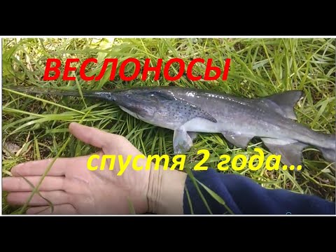 Видео: Веслоносы спустя 2 года...