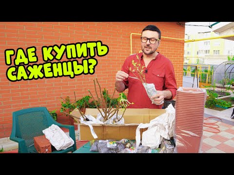 Видео: Где купить саженцы? Обзор посылки из Гаршинки