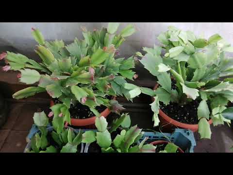 Видео: Шлюмбергера, декабрист: уход, ответы на вопросы (ссылка на прошло видео в описании)