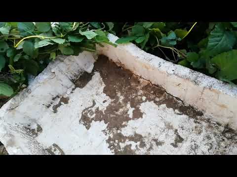 Видео: Ежемалины ТАЙБЕРРИ способ укрытия на зиму.