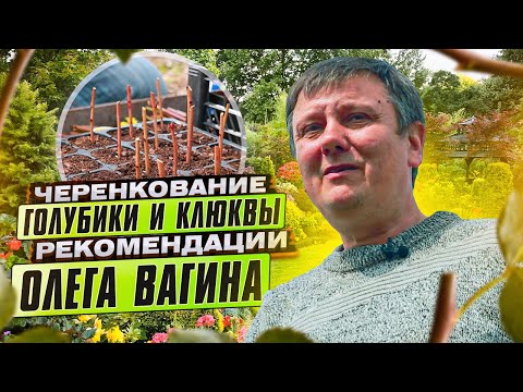 Видео: ЧЕРЕНКОВАНИЕ ГОЛУБИКИ и КЛЮКВЫ. Укоренение черенков голубики и клюквы в домашних условиях.