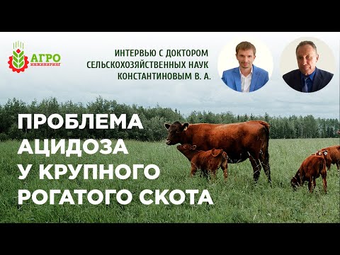 Видео: Ацидоз у крупного рогатого скота.