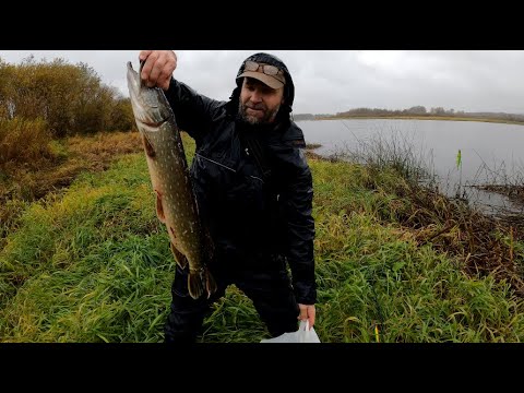 Видео: ЭТО ЛУЧШАЯ КОПИЯ ВОБЛЕРА "RUDRA". Ловля щуки на западной двине.