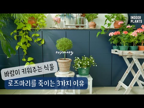 Видео: [4K] 3 причины, по которым розмарин не растет, и как предотвратить появление вредителей