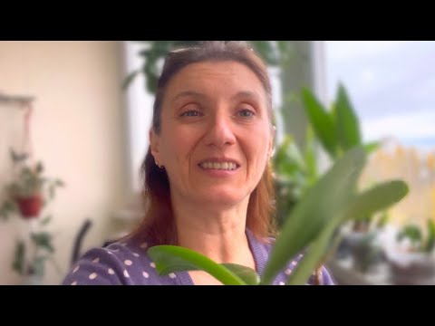 Видео: ПОЧЕМУ ОРХИДЕЯ НЕ РАСТЁТ? ПЕРЕСАДКА ОРХИДЕИ С ГНИЛЫМИ КОРНЯМИ!