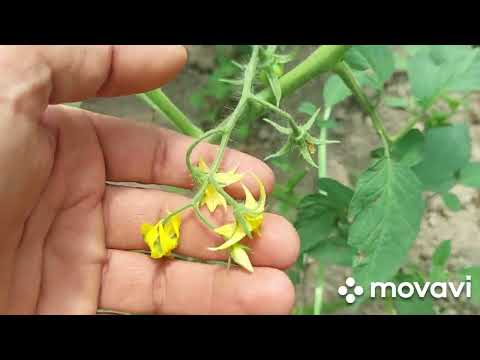 Видео: Бодрингчинира сар кардем то охирша тамошо кнен лайка монен то дигарон тамошо кнан