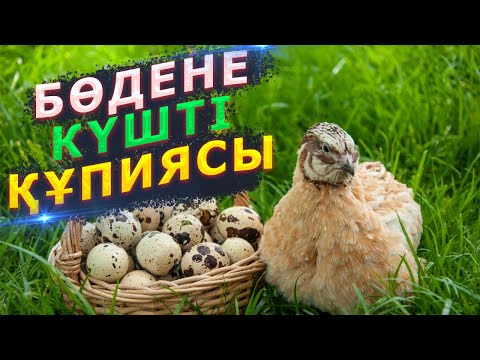 Видео: Апамыз 80 ЖАСТА, Бөдене Жұмыртқасы ЕМ БОЛАДЫ дейді, Керек арнасы