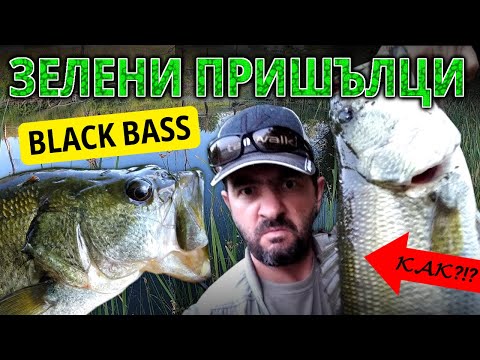 Видео: Риболов на БАС - съвети и ТАЙНИ - BLACK BASS fishing Europe