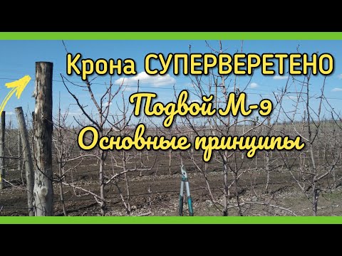 Видео: Обрезка яблони СУПЕРВЕРЕТЕНОМ сорт "Камео" подвой М-9. ДЕТАЛЬНО. ОСНОВНЫЕ ПРИНЦИПЫ.