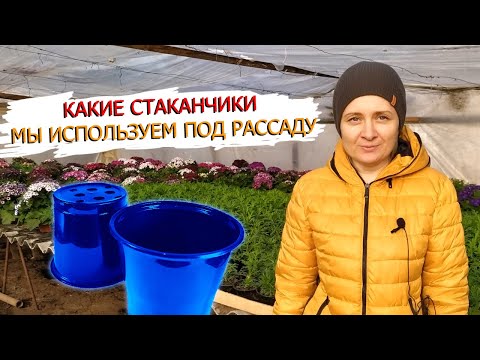Видео: Какие стаканчики мы используем для выращивания рассады и почему!