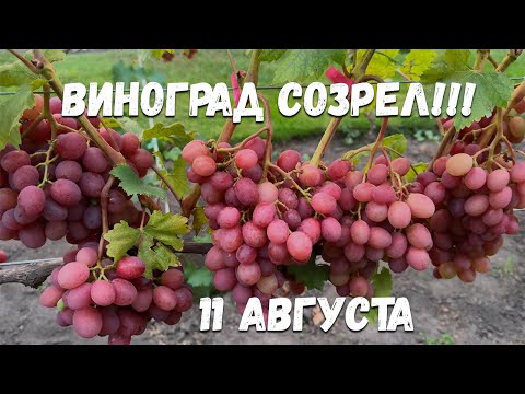 Видео: Самые ранние сорта винограда уже созрели!